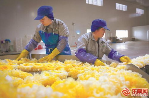 尤溪祥云銀耳 產銷兩旺，開拓生物制品新藍海